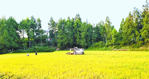 31万余亩水稻进入收割期